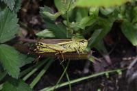 Stethophyma grossum