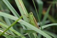 Mecostethus parapleurus