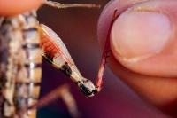 Calliptamus italicus