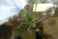 Leptophyes punctatissima