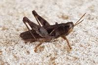 Pezotettix giornae