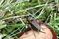 Nemobius sylvestris