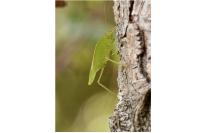 Phaneroptera nana