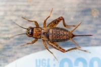 Nemobius sylvestris