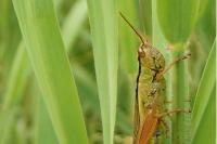 Mecostethus parapleurus
