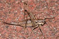 Rhacocleis annulata