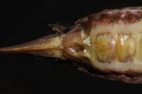 Rhacocleis annulata