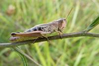 Pseudochorthippus parallelus