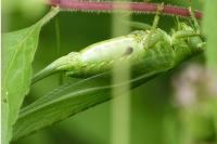 Tettigonia viridissima