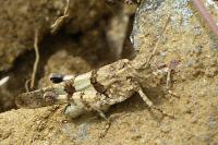 Oedipoda caerulescens