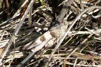 Oedipoda caerulescens
