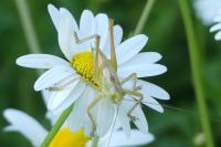 Tettigonia viridissima