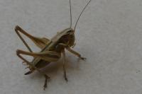 Pholidoptera griseoaptera