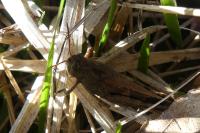 Aiolopus strepens