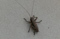 Pholidoptera griseoaptera