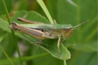 Pseudochorthippus parallelus