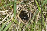 Gryllus campestris