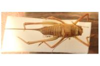 Ephippiger diurnus