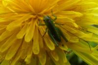 Tettigonia viridissima