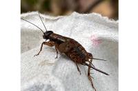 Nemobius sylvestris