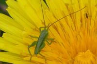 Tettigonia viridissima