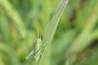 Tettigonia viridissima