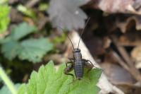 Nemobius sylvestris