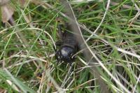 Gryllus campestris