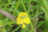 Tettigonia viridissima