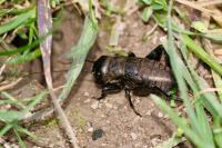 Gryllus campestris