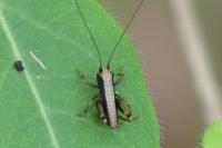 Pholidoptera griseoaptera