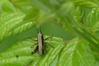 Pholidoptera griseoaptera