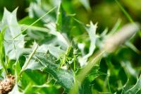 Tettigonia viridissima