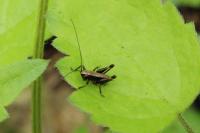 Pholidoptera griseoaptera