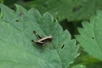 Pholidoptera griseoaptera