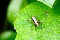 Pholidoptera griseoaptera