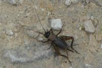 Nemobius sylvestris