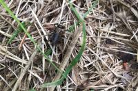 Nemobius sylvestris
