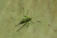 Tettigonia viridissima