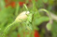 Tettigonia viridissima