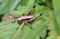 Pholidoptera griseoaptera