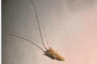 Uromenus rugosicollis