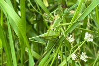 Tettigonia viridissima