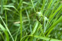 Tettigonia viridissima