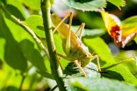 Tettigonia viridissima