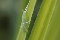 Meconema thalassinum
