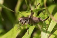 Pholidoptera griseoaptera