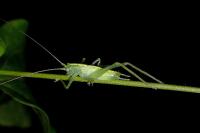 Meconema meridionale