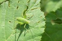 Leptophyes punctatissima