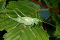 Meconema meridionale